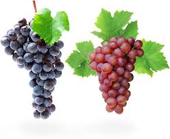 Table Grapes Vs Wine Grapes For Wine Making E C Kraus Grapes Italian Wine Wine Tasting Experience