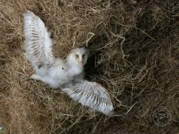 Barn owl was founded by jon porras and evan caminiti, both guitarists, who met while attending san francisco state university in 2005. Weather Woe For Owls June 2012 The Barn Owl Trust