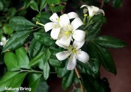 Murrayas are famous for their glossy dark green leaves and perfumed white flowers. How To Grow Kamini Orange Jasmine Growing Murraya Paniculata