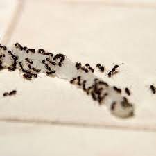 Learn how to get rid of ants in the kitchen and find the best products in 2020 for stoping these pesky ants from invading your home. Getting Rid Of Ants In The Kitchen Thriftyfun