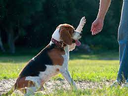 Beagle Is Shaking With Owner Wallpaper Beagle Cute Beagles Beagle Dog