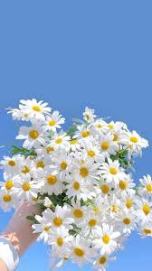 Maybe you would like to learn more about one of these? Pin By Tanya On Flowers Daisy Wallpaper Flower Background Wallpaper Flowers Photography Wallpaper