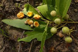 Image result for Boscia salicifolia