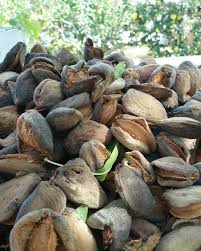 Bahcedeeylul Eyluldebahce Yine Bereketli Sukur Bademhasadi Badem Hem De Citirbadem Mahramli Mahramli Myway Vegetables Stuffed Mushrooms Food