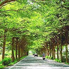 Image result for Terminalia neotaliala