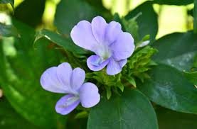 Image result for Barleria tanzaniana