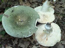 Image result for Russula polyphylla