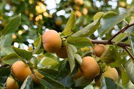 Ohsu is the state's only academic health center and offers a wide variety of services and programs. Portland Fruit Tree Project