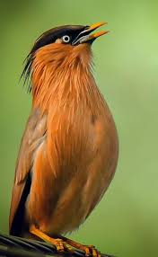 Pin De Mehmethayreddinmimaroglu Www M Em Birds Passaros Bonitos Arte Sobre Animais Selvagens Animais Da Natureza