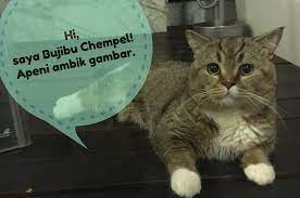 Bayi dengan mata paling bulat dan besar. Bujibu Chempel Kucing Paling Popular Dengan 1 1 Juta Followers Di Instagram Entertainment Rojak Daily