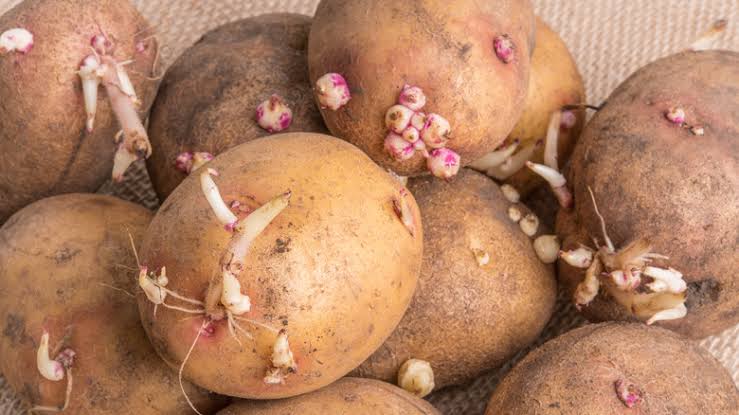 The Ultimate Guide To Sprouted Potatoes