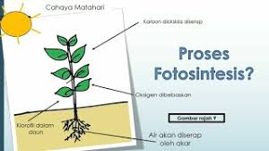 Proses fotosintesis adalah proses yang memanfaatkan energi cahaya matahari untuk mengubah air dan karbondioksida menjadi karbohidrat dan oksigen. Proses Fotosintesis Sains Tahun 4 Youtube