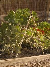 Cedar A Frame Squash Support Vertikaler Gemusegarten Garten Pflanzen Garten Hochbeet