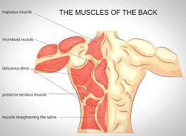 As you can see, there are also have a spine of scapula deltoid, triceps brachii, latissimus dorsi. Arming Yourself To Anticipate And Prevent Low Back Pain Breaking Muscle
