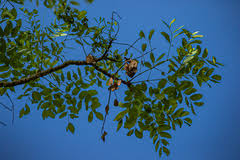 Image result for Ancylobothrys robusta