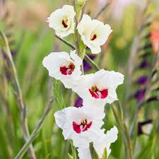 Image result for Gladiolus hollandii