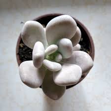 Maybe you would like to learn more about one of these? Pachyphytum Bracteosum Pachyphytum Bracteosum In Gardentags Plant Encyclopedia