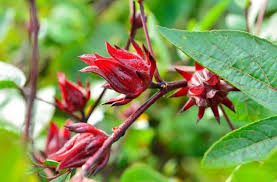 La Flor De Jamaica Mata Mas Bacterias Que El Cloro Flor De Jamaica Rosa De Jamaica Hibisco