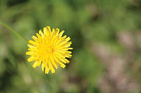 Meadow with wild yellow flowers. How To Treat The 5 Most Common Weeds
