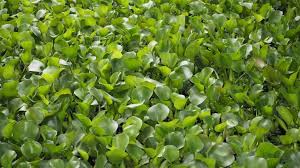 Image result for Pontederia crassipes