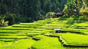 Yuk Explore Ubud Bali Jdlines Com