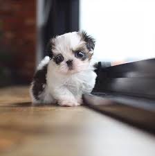 The sturdy little shih tzu or chrysanthemum dog has big dark eyes and a sweet expression with a prominent underbite. Teacup Shih Tzu Puppies For Sale In Nc Shih Tzu Puppy Shih Tzu Shih Tzus