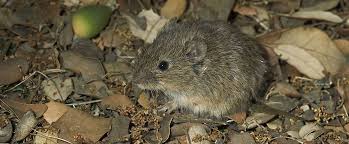 Die feldmaus ernährt sich wie die große wühlmaus von pflanzenteilen wie wurzeln oder blumenzwiebeln sowie von angebauten pflanzen wie. Deutsche Wildtier Stiftung Feldmaus