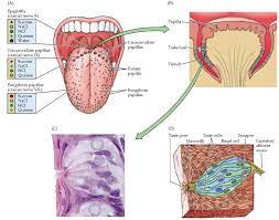 Taste Bud Diagram Wine Education Tongue Taste Buds Wine Tasting