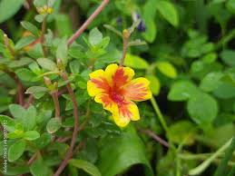 Image result for Portulacaceae