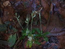 Image result for Habenaria macrandra