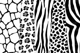 Black And White Animal Prints Black And White Animal Prints Animal Print Texture Animal Print Animal Prints Pattern