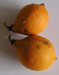 Image result for Garcinia acutifolia