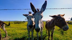 With clint eastwood, patrick l. Are Mules Burros And Jackasses All Donkeys Howstuffworks