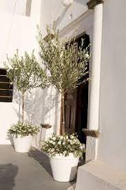 Http Www Stellaandmoscha Com Testimonials Potted Olive Tree Potted Trees Church Entrance