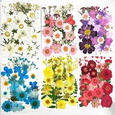 Get the latest updates on new products and upcoming sales Buy Pressed Flowers Small Dried Flowers Scrapbooking Dry Diy Preserved Flower Decor At Affordable Prices Free Shipping Real Reviews With Photos Joom