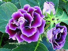 Gloxinia Sinningia Speciosa Care Pictures Flowering House Plants Planting Flowers Special Flowers