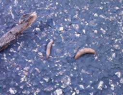Slugs, technically gastropods, are the foe of many gardeners. Is This A Slug Why Is It In My Grass Flower Lawn Garden Trees Grass Lawn Flowers Irrigation Landscaping City Data Forum