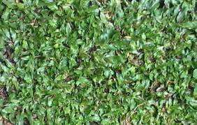 Rumput gajah mini ukuran 50x50 cm: Jual Rumput Gajah Mini Dan Jasa Pasang Rumput Gajah Mini Navika Taman