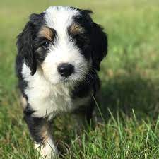 Find the perfect bernedoodle puppy for sale in michigan, mi at puppyfind.com. Bear Paws Bernedoodles Home
