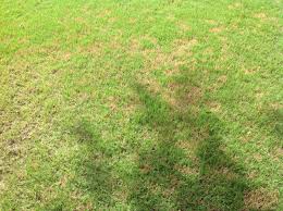 Late summer can be particularly tough for lawns with dollar spot. Bermuda Lawn 260167 Ask Extension