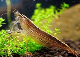 Bamboo Shrimp Care Compatibility Breeding Aquarium Requirements Fish Freshwater Aquarium Shrimp Freshwater Aquarium