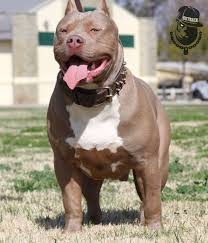 Black American Bully Xl Price Champagne Xl American Bully American Bully Pets Puppies