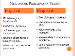 Sistem Pernapasan Pada Manusia Ppt Download