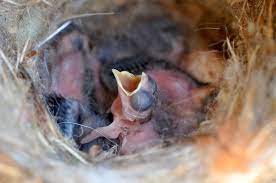 Insects Feed Baby Birds Home Garden Information Center