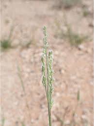 Image result for Urochloa rugulosa