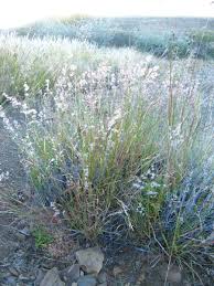 Image result for Melinis ambigua