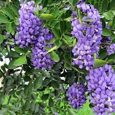 Texas Mountain Laurel Smells Like Grape Bubblegum We Have 2 In Our Backyard Sherryinsincity Texas Mountain Laurel Flower Landscape Mountain Laurel