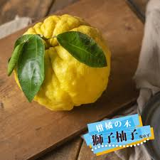 楽天市場】柚子 苗木 【獅子柚子 （鬼柚子）】 1年生接木苗 シシユズ オニユズ : 苗木部 ｂｙ 花ひろばオンライン