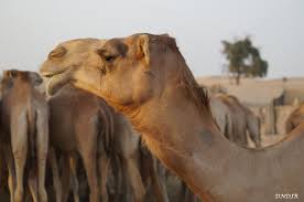 One of dubai camel racing tracks. United Arab Emirates Www Geo4u Net