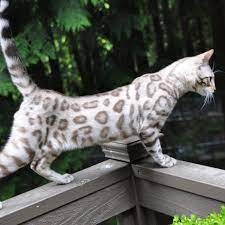 Pin On Cat Help